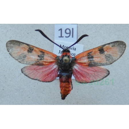 Zygaena laeta (Hübner, 1790) Czech19l